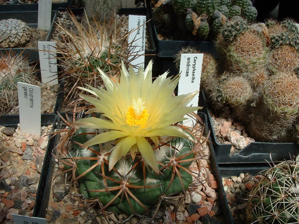 Coryphantha andreae.JPG